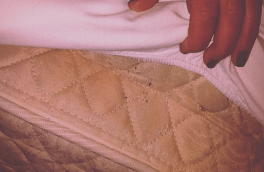 detecting bed bugs mattress