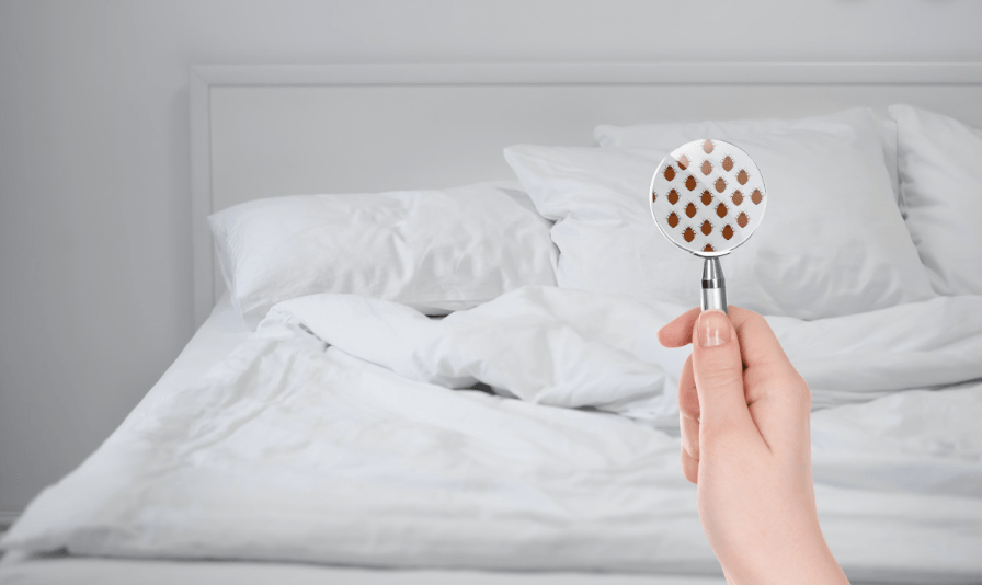Top 3 Ways to Locate Bed Bugs