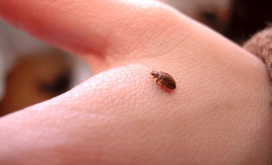Does One Bed Bug Mean An Infestation?