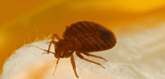 9+ Bugs That Are Mistaken For Bed Bugs [2020] Bed Bug Look Alikes