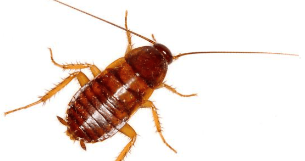 13 Bugs That Look Like Bed Bugs [Similarities & Differences]