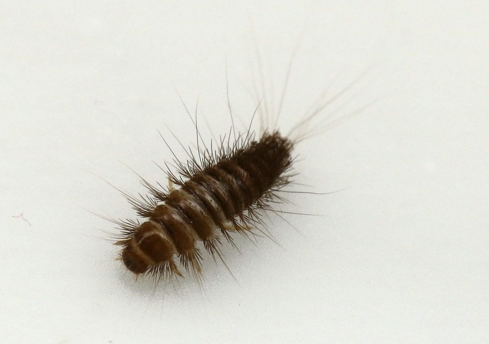 Carpet Beetle Dermatitis About 1 Wk Ago I Found A Carpet Beetle Larvae On My Bed Discovered Quite A Few Other Larvae In My Box Spring Mattress Threw Both Away Got A