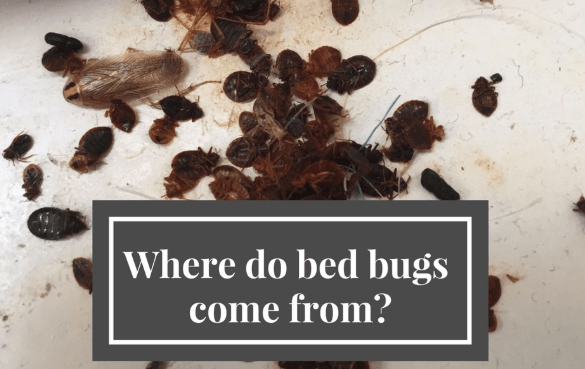 Do Bed Bugs Go Away On Their Own Learn The Truth