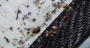 Bed Bug Rash | Symptoms & Appearence, 5+ Treatment Methods (With Photos)