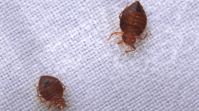 What To Do If Your Neighbor Has Bed Bugs Find Out Now - Can Bed Bugs Go Through Walls
