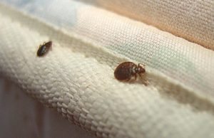 Can Bed Bugs Bite Through Clothes? Pajamas, Socks, Your Face? (Find Out)