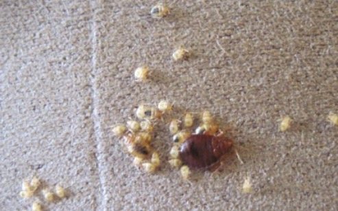 bed bugs eggs on mattress