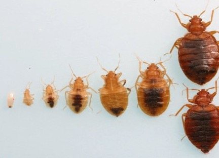 What Do Baby Bed Bugs Look Like? Colors, Size, Bites (7+ Ways to Kill)