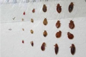 bed bug pictures actual size bed bug pictures actual size
