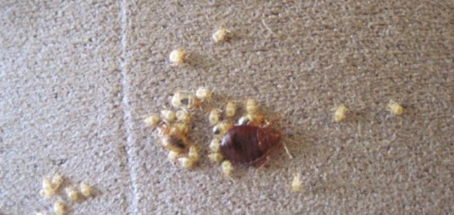 Baby Bed Bugs Facts Identification And Appearance Pest Venge