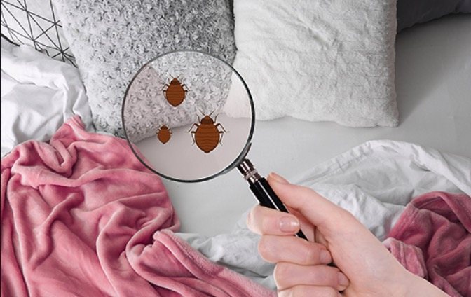 How To Find Bed Bugs [The Definitive Guide]