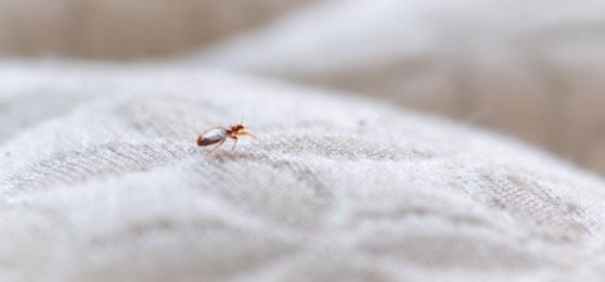 Do Bed Bugs Fly? [Top 10 Questions About Bed Bugs]