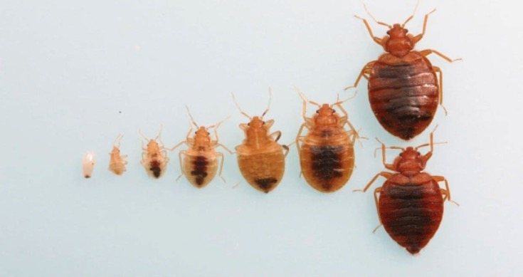 Bed Bug Removal Cost