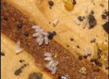 Bed Bug Eggs | What They Look Like, 5 Ways to Kill Them [With Pictures]