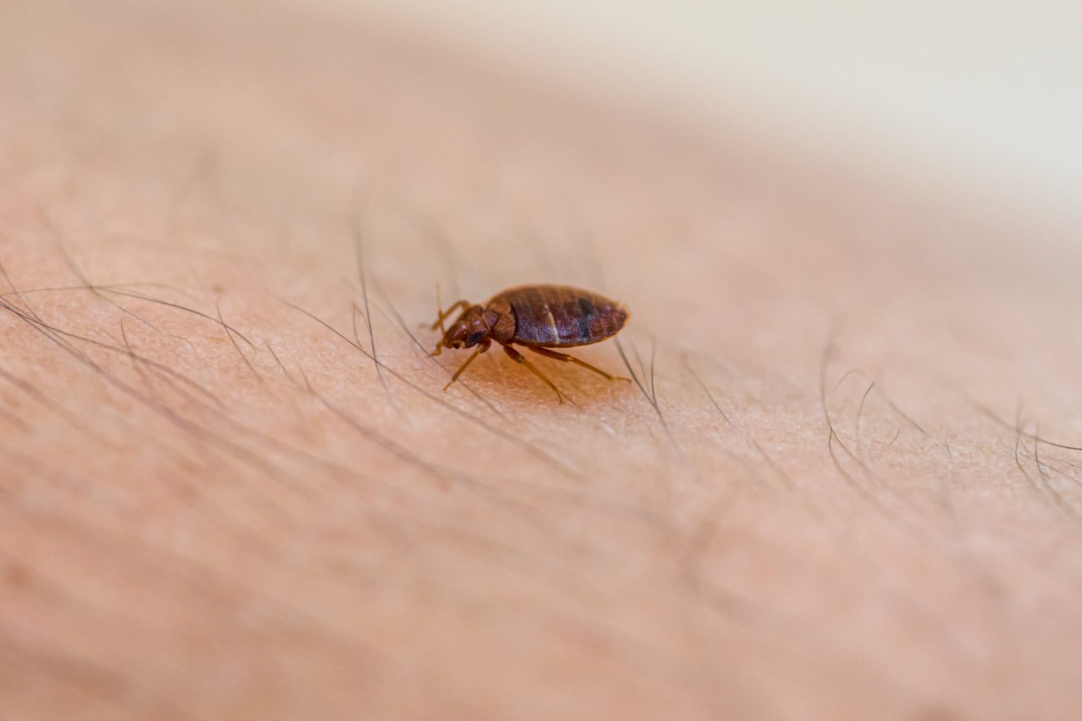 Can Bed Bugs Eat You Alive? Bed Bug Myths & Facts