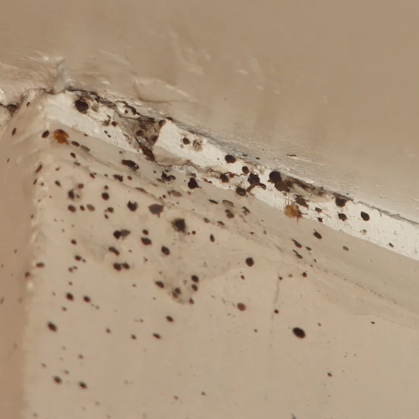 Key Bed Bug Statistics 9 Credible Facts About Bed Bugs