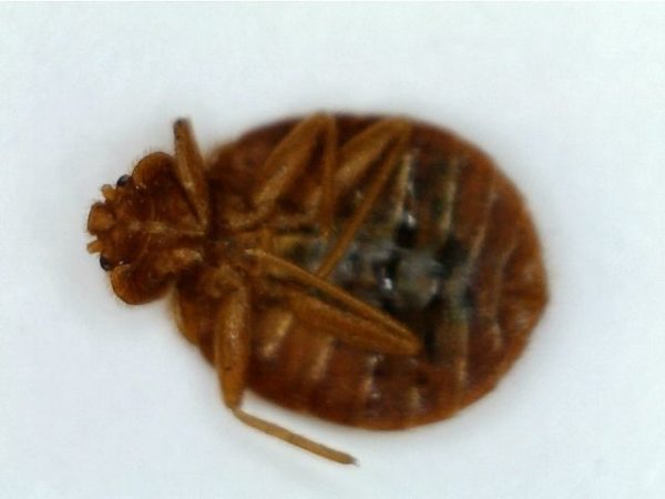 do bed bugs die in water