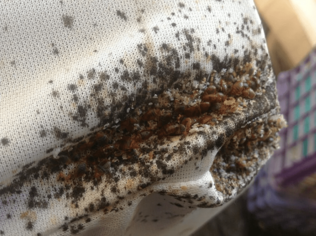 bed bug eggs on mattress