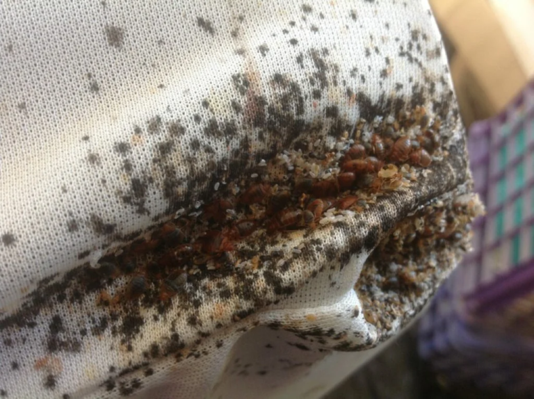 Signs of Bed Bugs on Your Mattress, With Pictures [And 3 Sprays to Use]