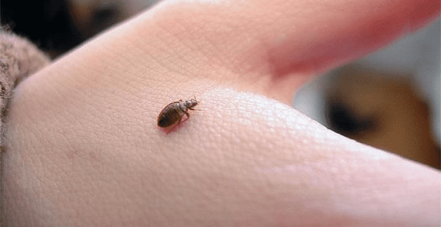 Small bed bug on human hand