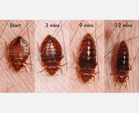 Bed bug sizes during stages of feeding