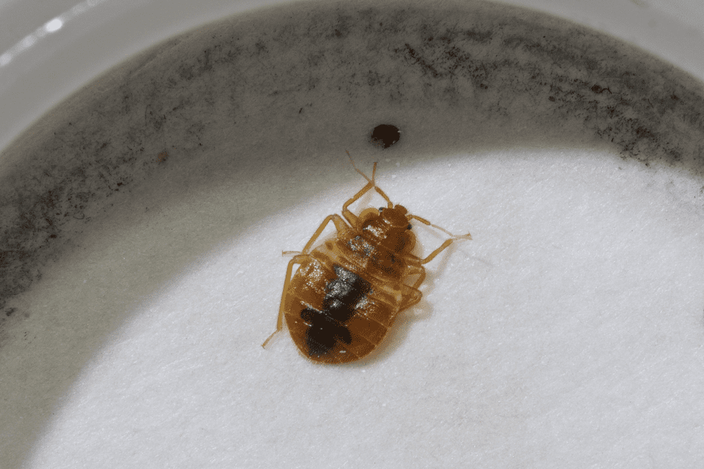 Bed Bug Found Outside in Dormant Stage