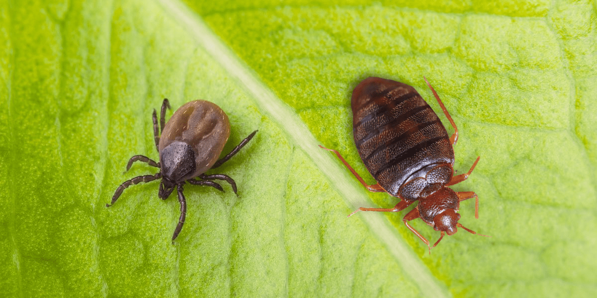 Bed Bugs vs. Ticks