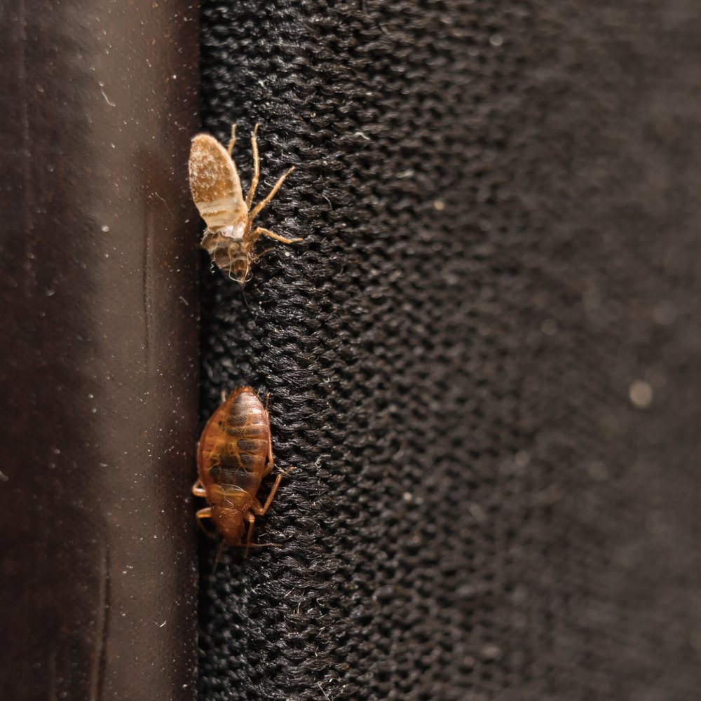 Close Up of 2 Adult Bed bugs