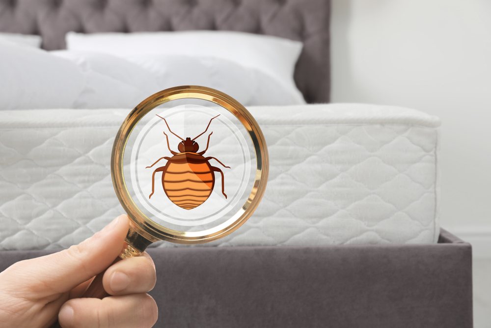 The Different Types of Bed Bugs
