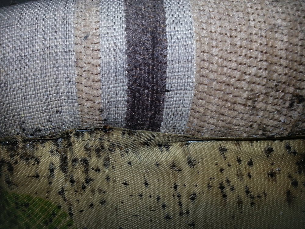 Bed Bug Droppings Around The Couch Cushions