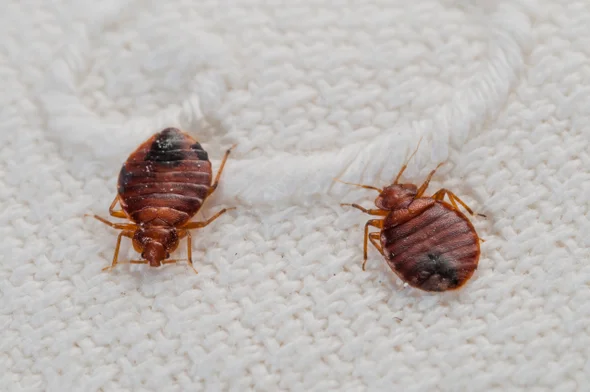 How To Get Rid of Bed Bugs