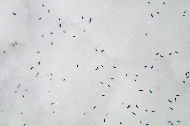 Small Black Bugs in Your Home? Here’s What They Are