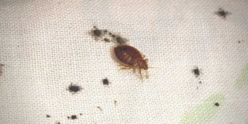 Bed Bug Stains on Sheets? [Early Signs of Bed Bugs]