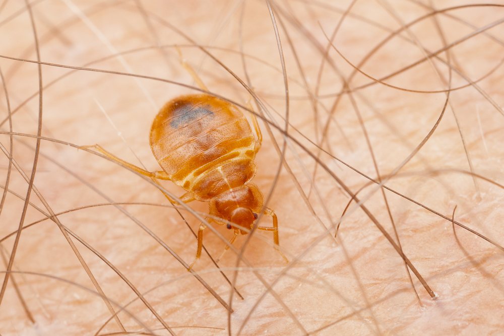 Baby Bed Bug on Skin