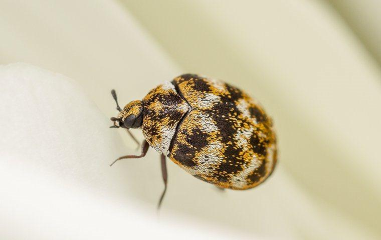 Carpet Beetles vs. Bed Bugs