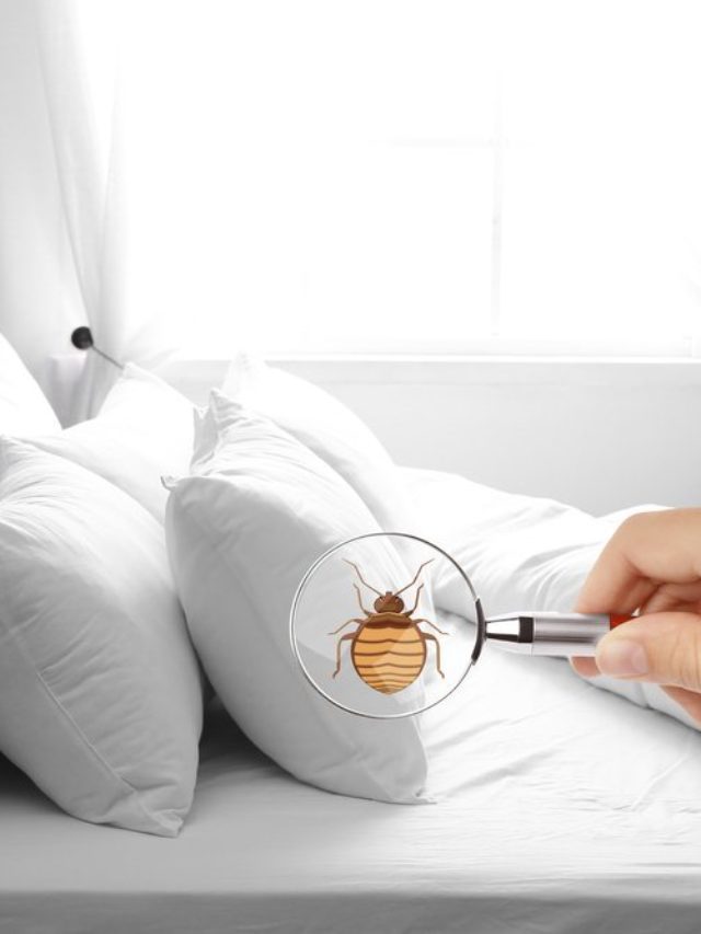 5 Early Signs of a Bed Bug Infestation
