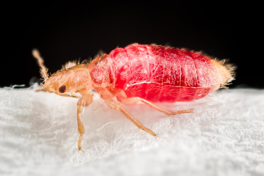 Bed Bug Engorged with Blood