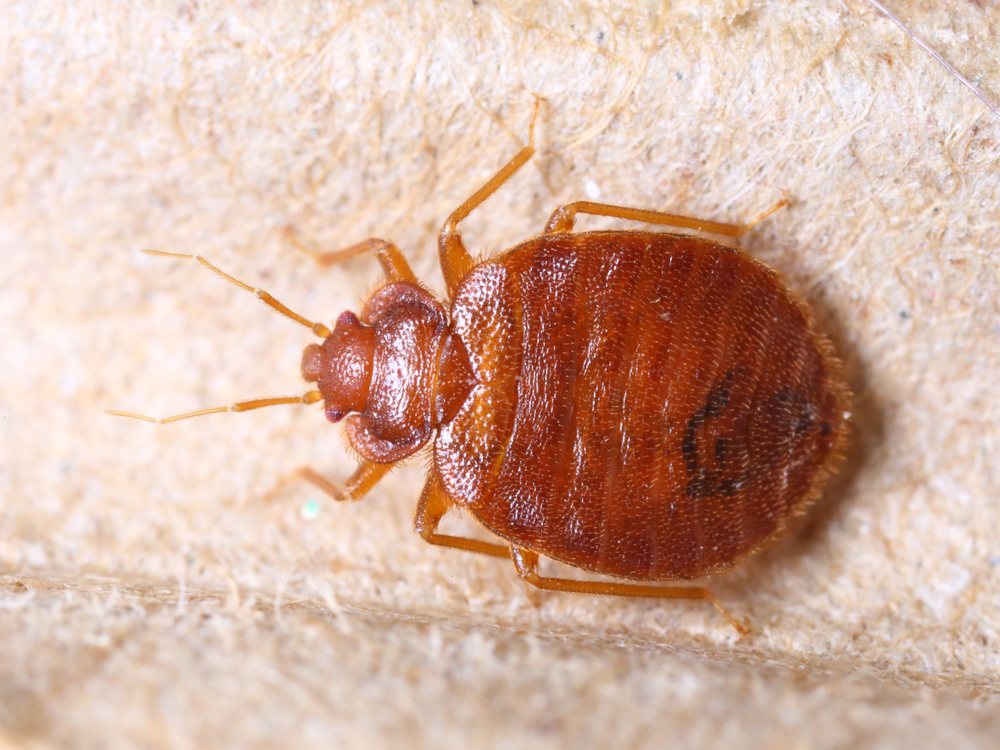 Fully Grown Adult Bed Bug