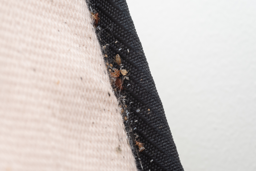 Signs of Bed Bugs on a Mattress