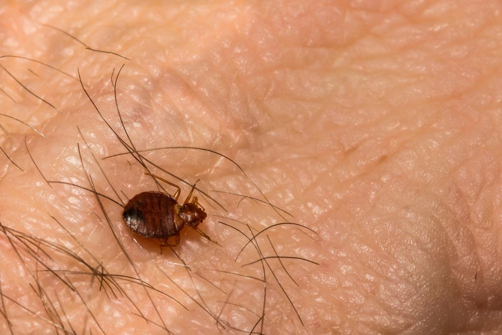 Do Bed Bugs Jump?