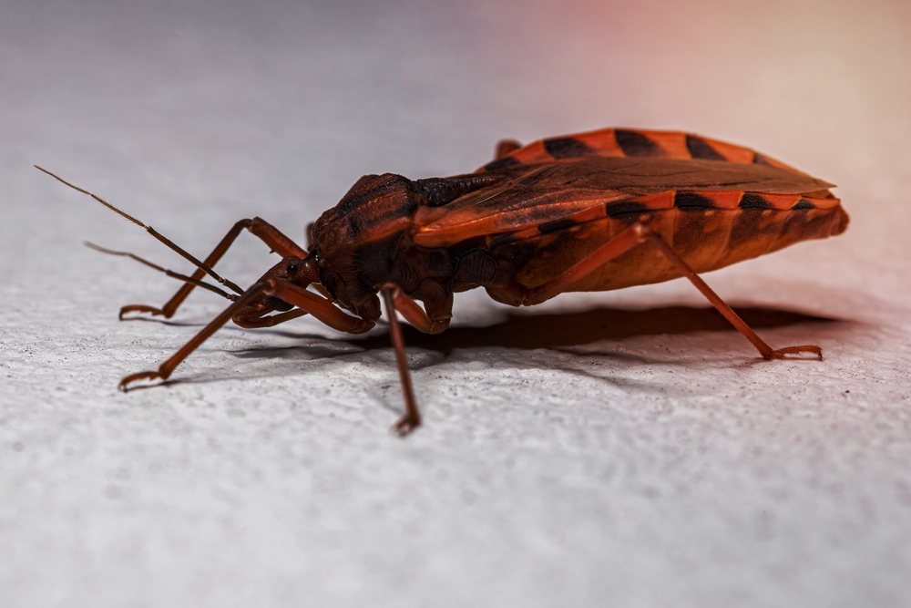 How to Get Rid of Kissing Bugs Do They Transfer Disease?