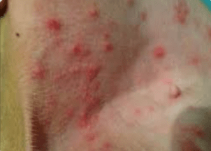 Bed bug rash on dog
