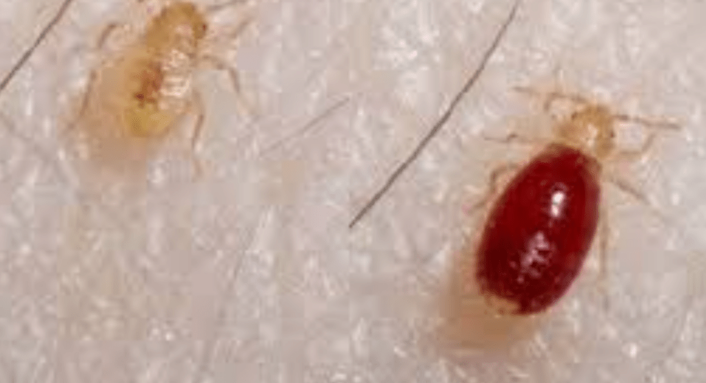 What Do Baby Bed Bugs Look Like? [Color, Size, Bites]