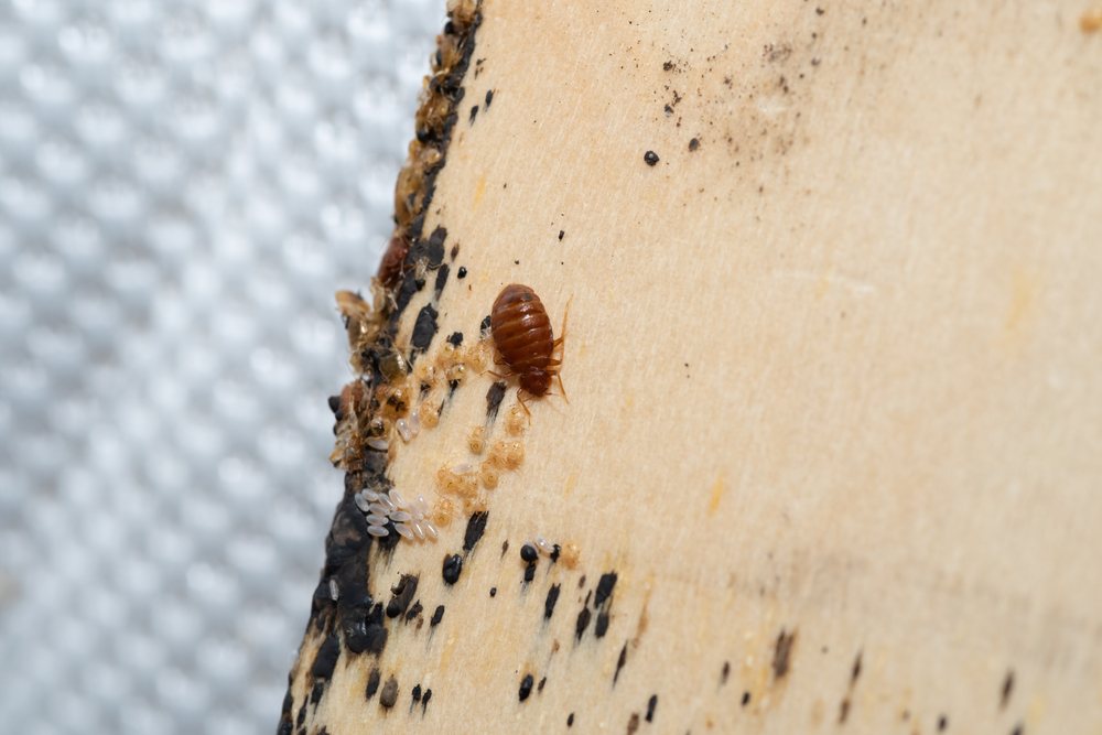 What Does Bed Bug Shed Skin Look Like?