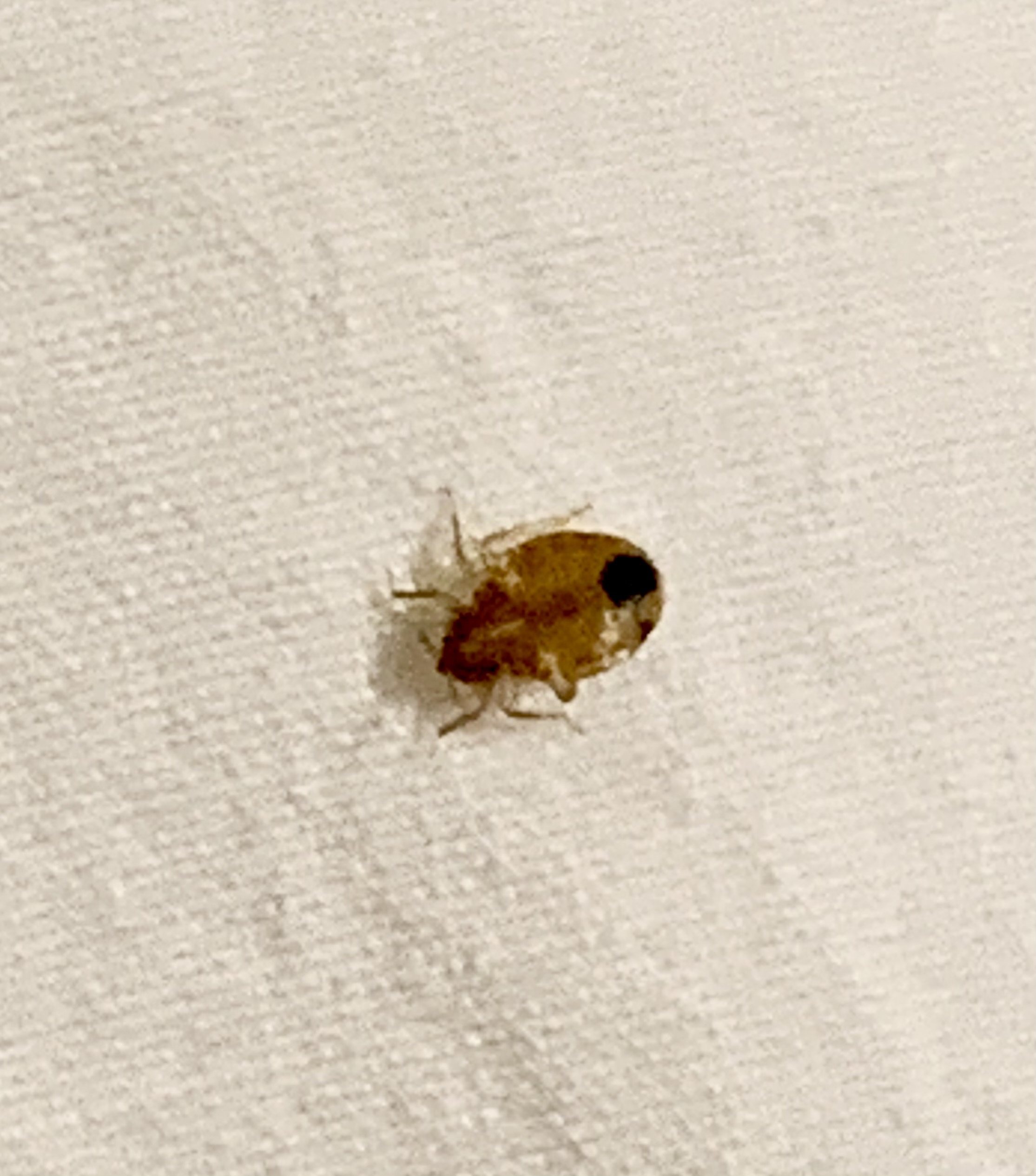 Bed Bug Releasing Droppings