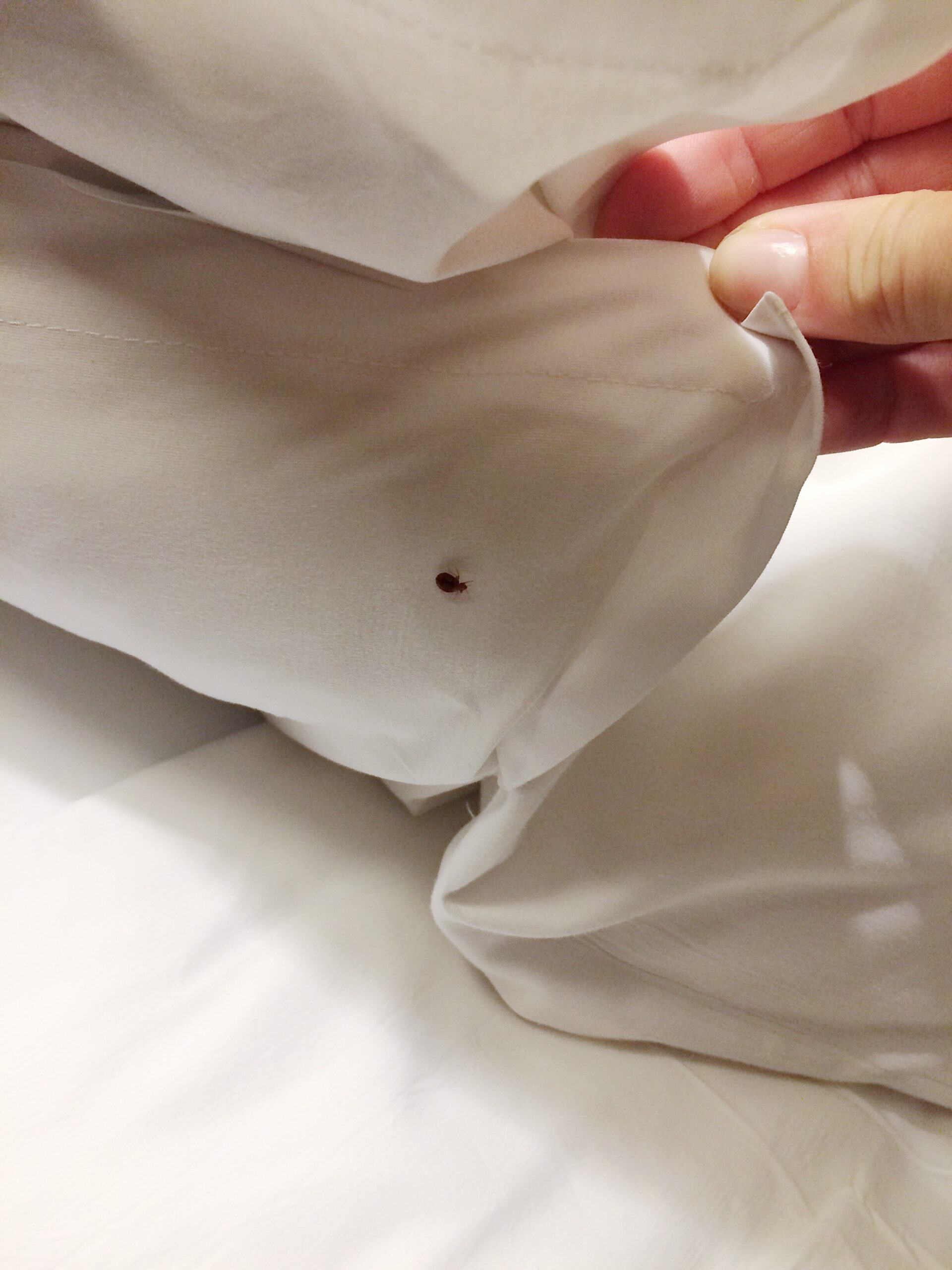 Bed Bugs Under the Blanket