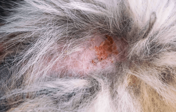 Bed Bug Bites Found in Dog's Fur